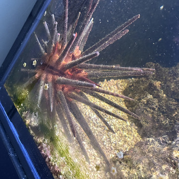Merisiil Diadema sp.