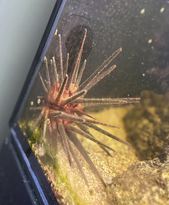 Merisiil Diadema sp. (2 foto / 2)