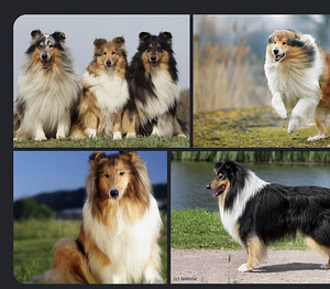 Sheltie-kolli (1 foto / 2)