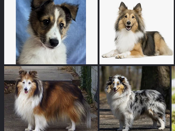 Sheltie-kolli