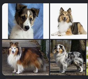 Sheltie-kolli (2 foto / 2)