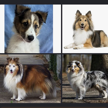Sheltie-kolli