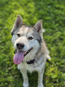 Otsime huskyle head ja vastutustundlikku kodu (1 foto / 2)