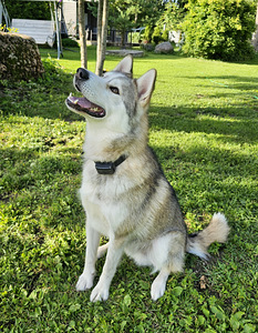 Otsime huskyle head ja vastutustundlikku kodu (2 foto / 2)