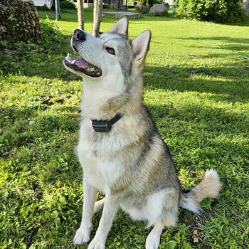 Otsime huskyle head ja vastutustundlikku kodu