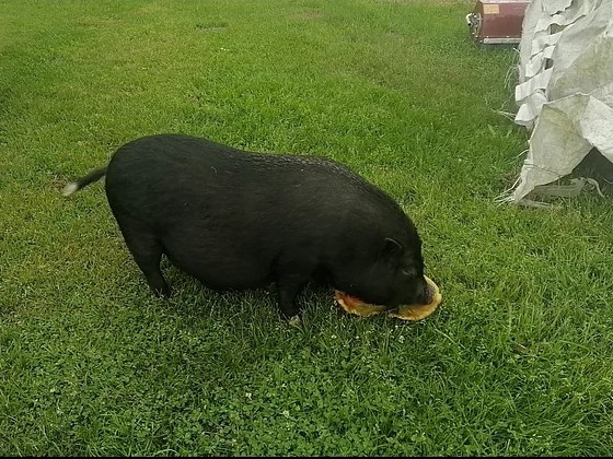 Vietnami siga