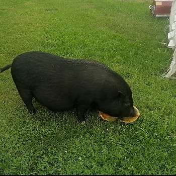 Vietnami siga