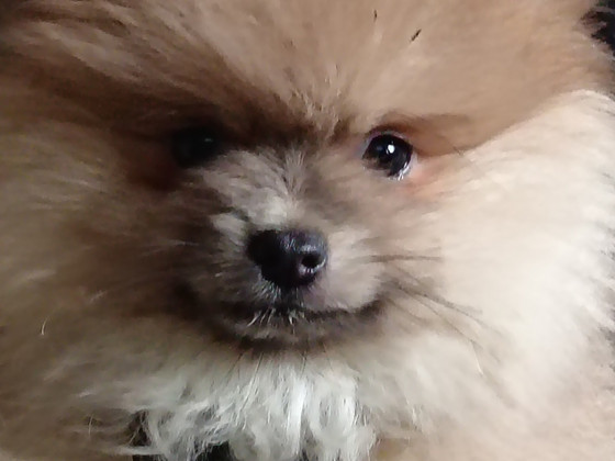 Pomerian poika
