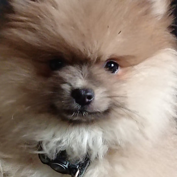 Pomerian poika