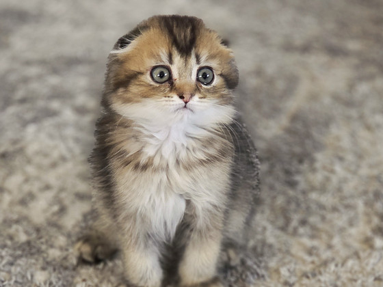 Scottish Fold