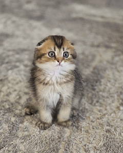 Scottish Fold (1 foto / 4)