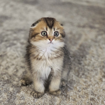 Scottish Fold