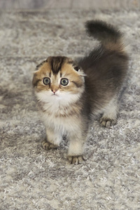 Scottish Fold (2 foto / 4)