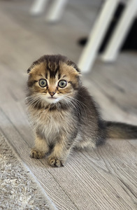 Scottish Fold (3 foto / 4)