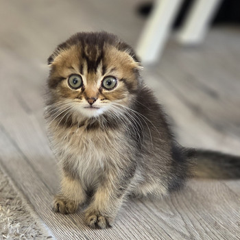 Scottish Fold