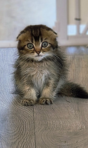 Scottish Fold (4 foto / 4)