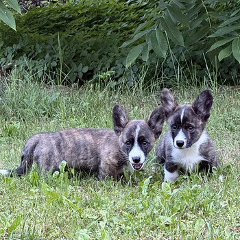 Welsh corgi Cardigan