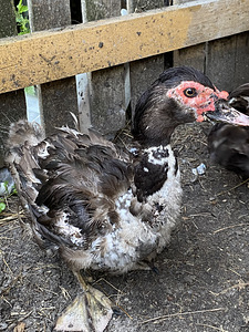 Müüa muskus pardid (1 foto / 3)