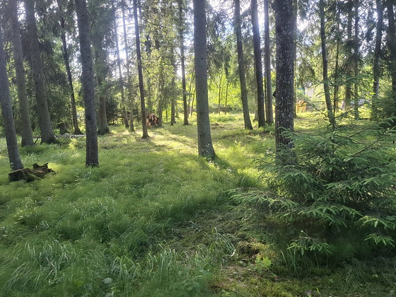 Käo tn 24, Aespa, Kohila vald, Raplamaa
