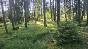 Käo tn 24, Aespa, Kohila vald, Raplamaa (1 фото из 1)