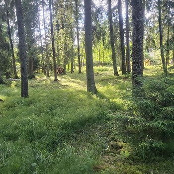 Käo tn 24, Aespa, Kohila vald, Raplamaa