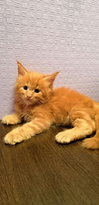 Mix mein kun (1 foto / 4)