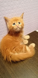 Mix mein kun (2 foto / 4)
