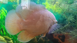 Astronotus, Nannacara, Synodontis nigriventris (2 фото из 5)