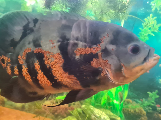 Astronotus,Nannacara,Synodontis nigriventris