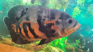 Astronotus, Nannacara, Synodontis nigriventris (1 фото из 5)