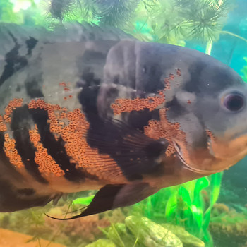 Astronotus,Nannacara,Synodontis nigriventris