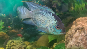 Astronotus, Nannacara, Synodontis nigriventris (4 фото из 5)