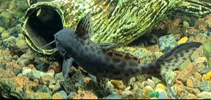 Astronotus, Nannacara, Synodontis nigriventris (5 фото из 5)
