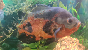 Astronotus, Nannacara, Synodontis nigriventris (3 фото из 5)