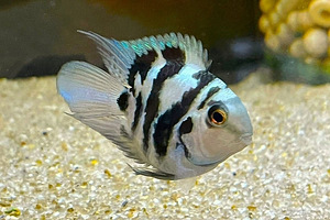 Isane sapfiirpapagoi tsihliid (1 foto / 1)