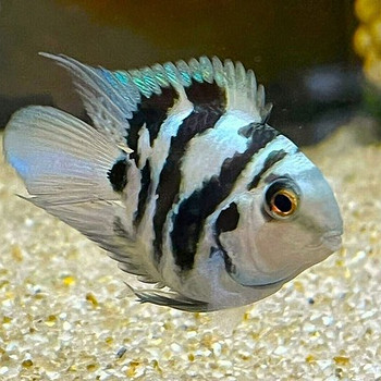 Isane sapfiirpapagoi tsihliid