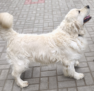 Kuldne retriiver (4 foto / 8)