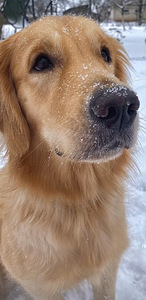 Kuldne retriiver (7 foto / 8)