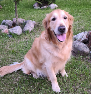 Kuldne retriiver (8 foto / 8)