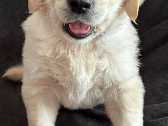 Kuldne retriiver
