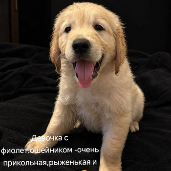 Золотистый ретривер