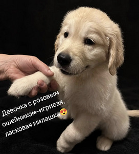 Золотистый ретривер (3 фото из 6)