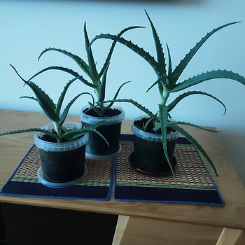 Aaloe