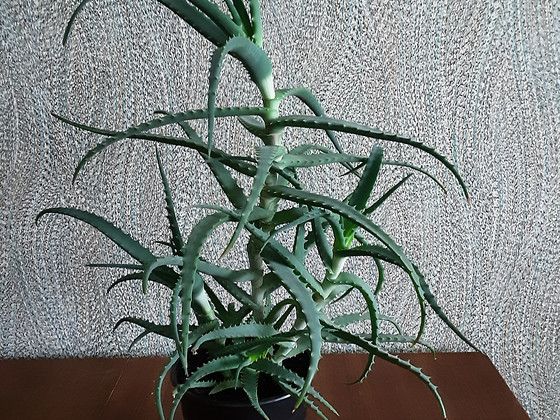 Aaloe