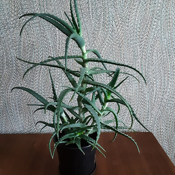 Aaloe