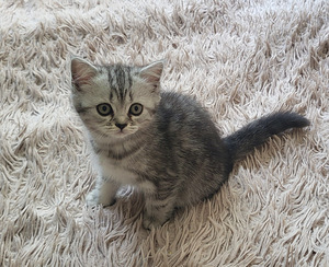 Британские котята (2 фото из 8)