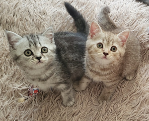Британские котята (1 фото из 8)