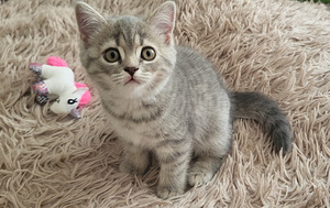 Британские котята (4 фото из 8)