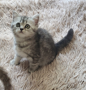 Британские котята (6 фото из 8)