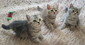 Британские котята (8 фото из 8)